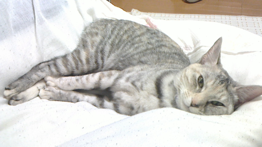 NEC_0268.JPG