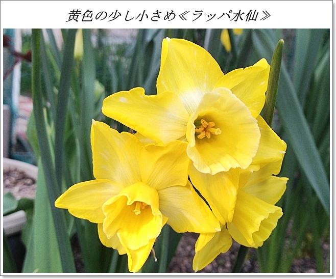 小さめ黄色のラッパ水仙日比谷花壇IMG_1570.jpg