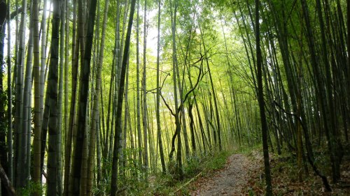 043ウワナリ塚古墳付近の竹林の道 (2).JPG
