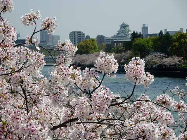 造幣局通り抜け から大阪城を望む (4).JPG
