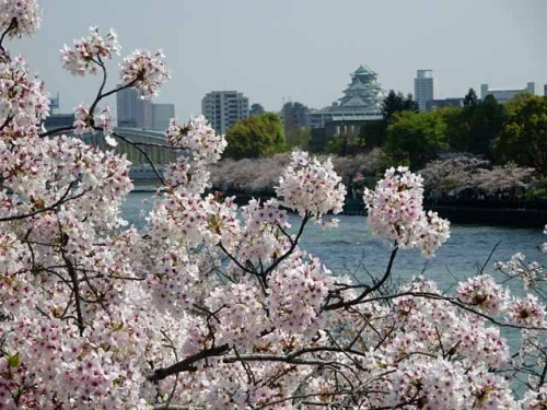 造幣局通り抜け から大阪城を望む (4).JPG