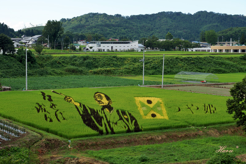 0814田んぼアート.jpg