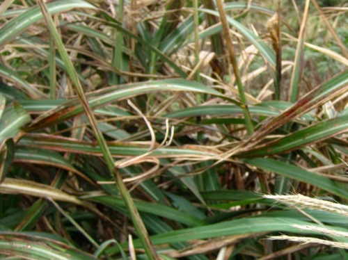 ススキに比べて茎が太く葉の幅も広いハチジョウススキ 10月末の千葉県銚子市の海辺の植物 第6回 しろうと自然科学者の自然観察日記 楽天ブログ