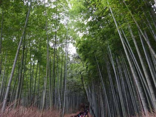 嵯峨野竹林 (12).JPG