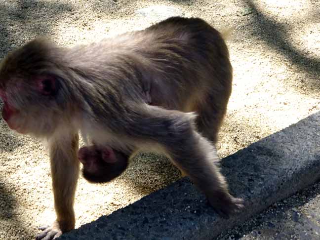 令和最初の赤ちゃん (16).JPG