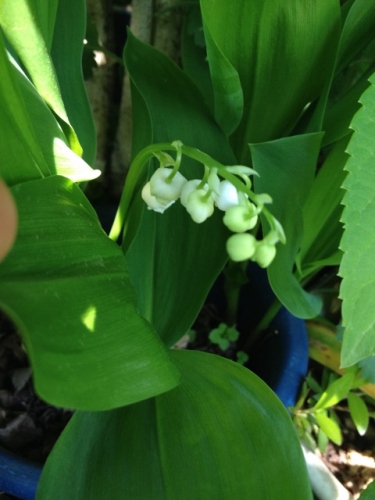 IMG_7011 (480x640).jpg