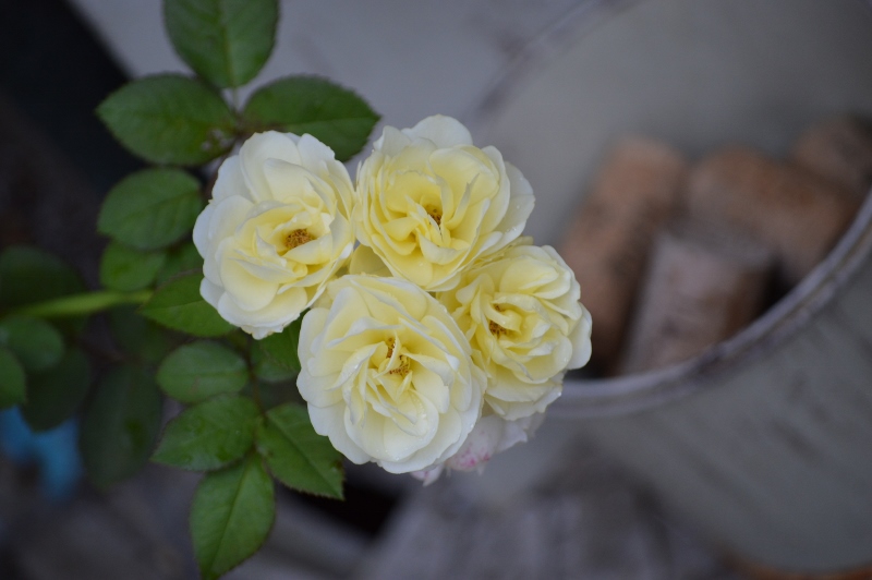 DSC_0120 (800x532).jpg