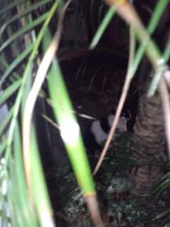 ジャングル猫？2016