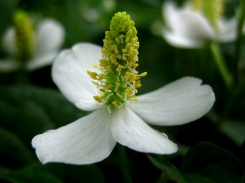 3個の雌蕊花柱と3個の雄蕊がある花が多数集まっているドクダミの花序 随時掲載 6月の玉川上水緑道 しろうと自然科学者の自然観察日記 楽天ブログ