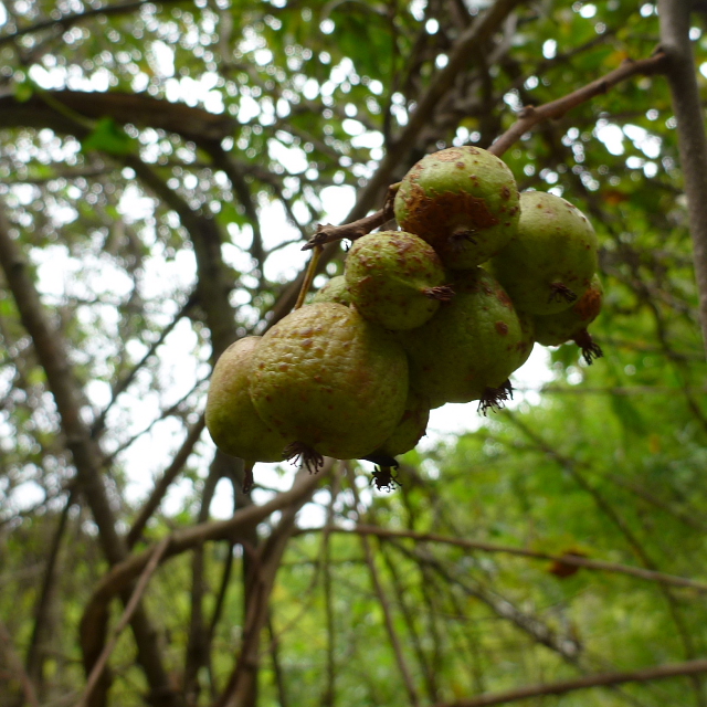 サルナシ201309261.jpg