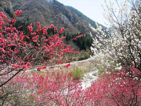 3 山と花桃.jpg