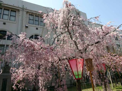 造幣局通り抜け (100).JPG