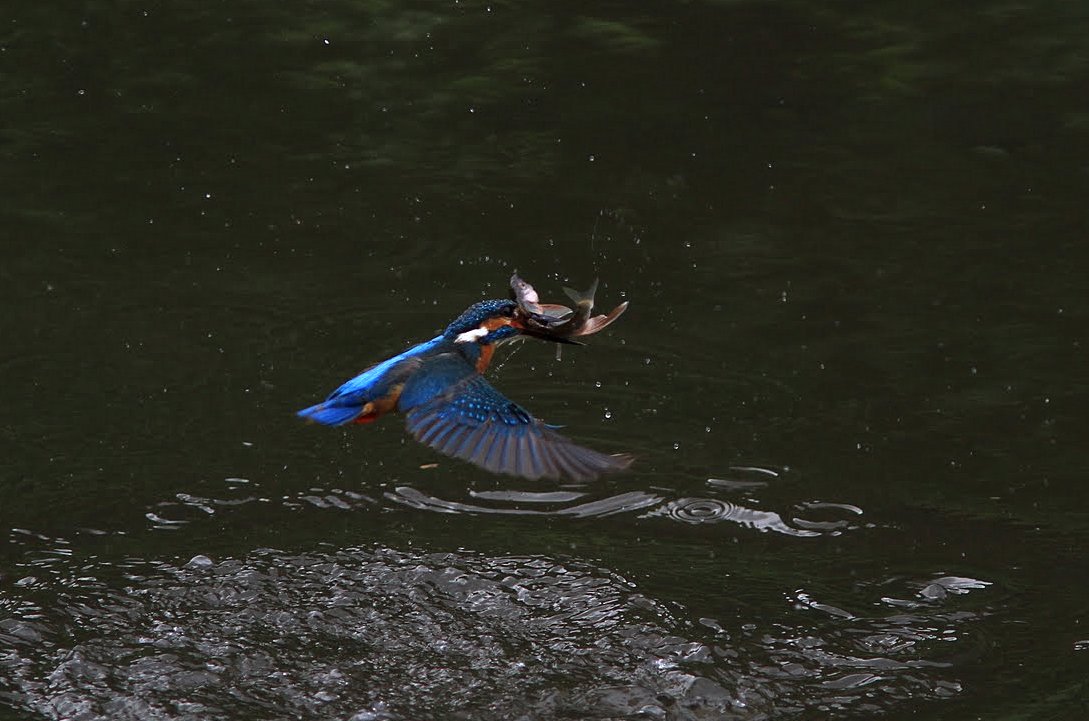 IMG_38502011カワセミ.JPG