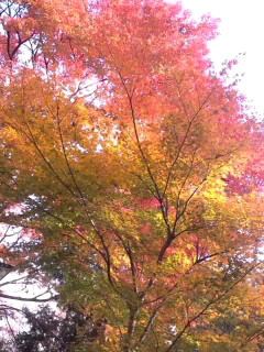 グラデーション紅葉2014