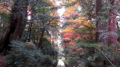 柞原神社 (3).JPG