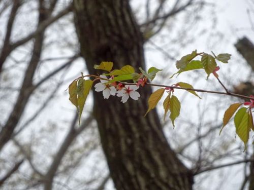 190506yamazakura.jpg