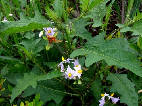 ナス科の植物で茎や葉に鋭い刺が多いワルナスビ 悪茄子 の花 団地周辺で見かける帰化植物 その 最終回 しろうと自然科学者の自然観察日記 楽天ブログ