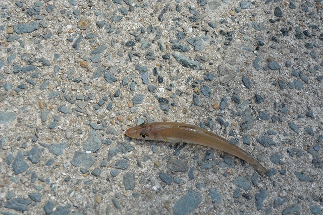 showPhoto (640×426)