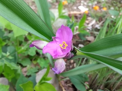 サボり気味の草むしりですが雑草の花も可愛いです ｖ ネコ様とガーデニング 楽天ブログ