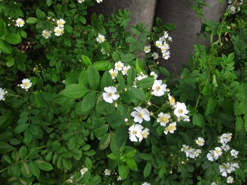 素朴な可愛らしさ という花言葉があるノイバラの花 5月の玉川上水緑道 しろうと自然科学者の自然観察日記 楽天ブログ