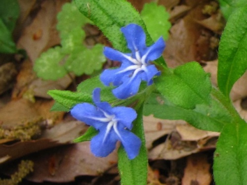 青紫色の花冠に白い星形が目立つホタルカズラの花 4月中旬の昭和記念公園 こもれびの丘 での自然観察 その11 しろうと自然科学者の自然観察日記 楽天ブログ