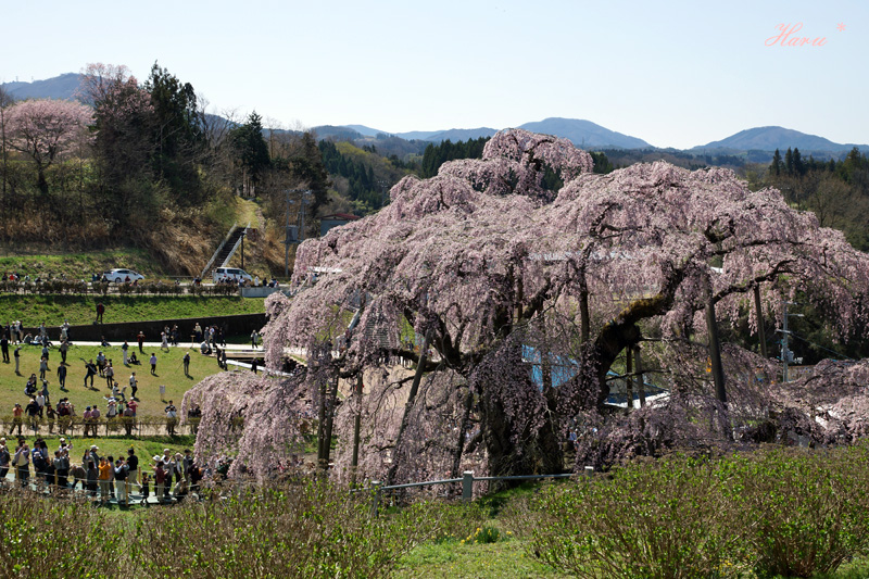 0428滝桜５.jpg