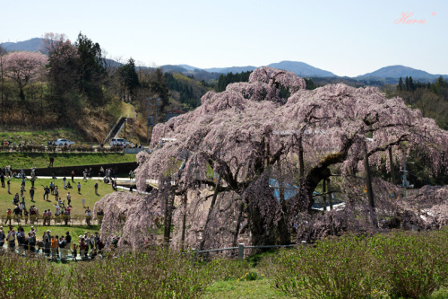 0428滝桜５.jpg