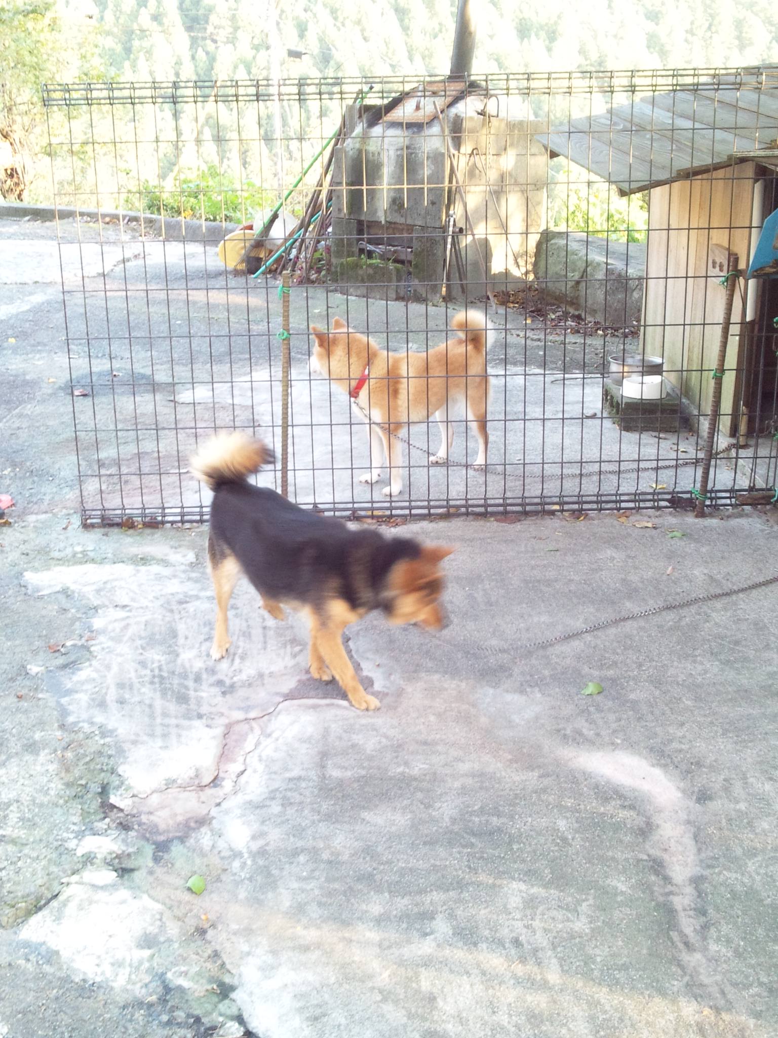 祖谷犬.jpg