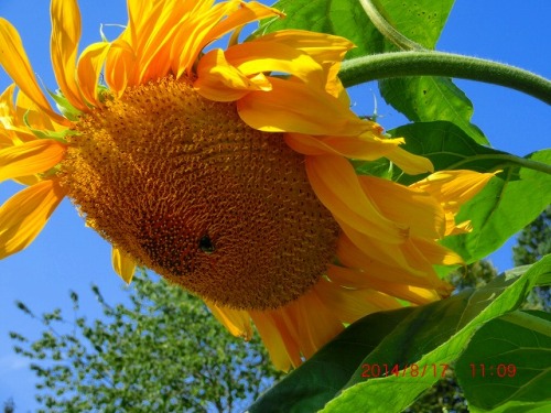 sunflower with a bee.jpg
