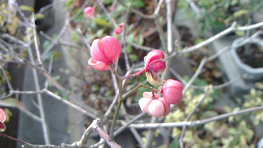 NEC_0071.JPG