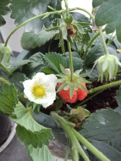 実った莓と花2012.jpg
