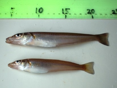 kisu0330.jpg