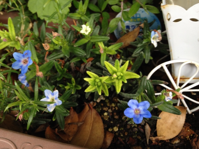 IMG_9157 (640x480).jpg