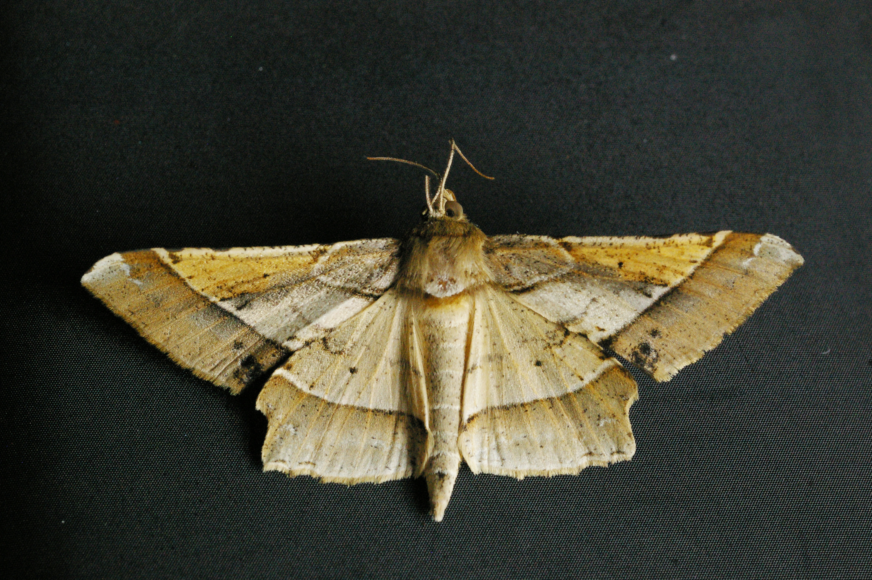 ツマジロエダシャク