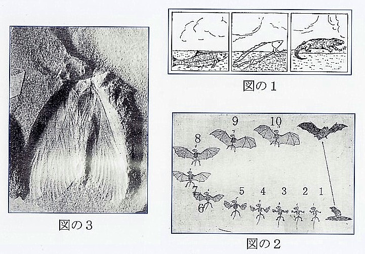 150609欠けた連鎖に見る進化論の誤り小.jpg