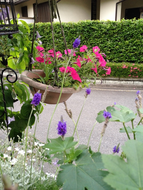 IMG_9169 (480x640).jpg