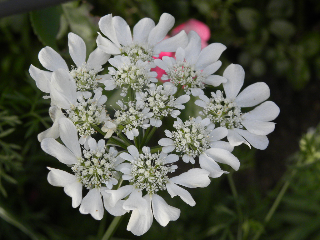 DSCN6988.JPG