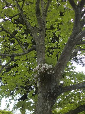 円通院みんなの花展g