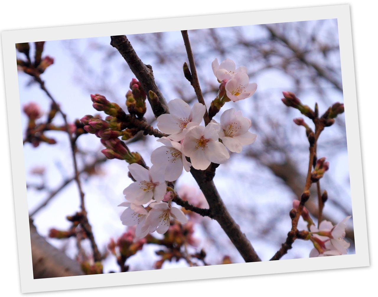 2021-03-17桜１1.jpg