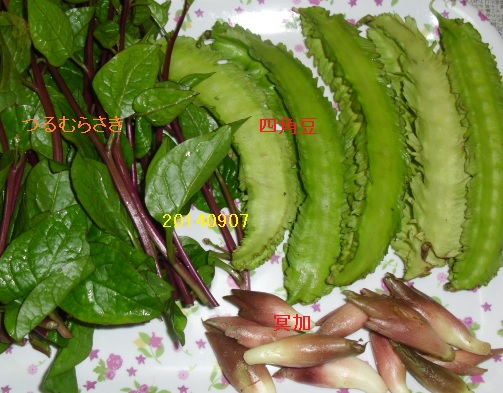 20140907四角豆.jpg