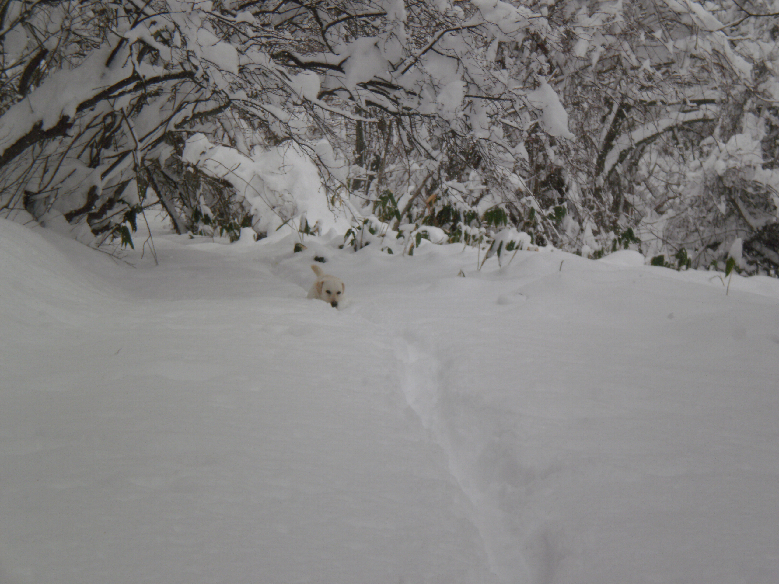 すごい雪２