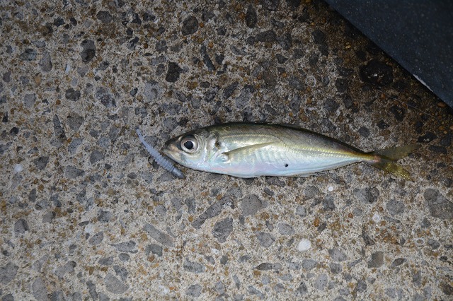 showPhoto (640×426)