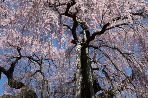 0428滝桜１１.jpg