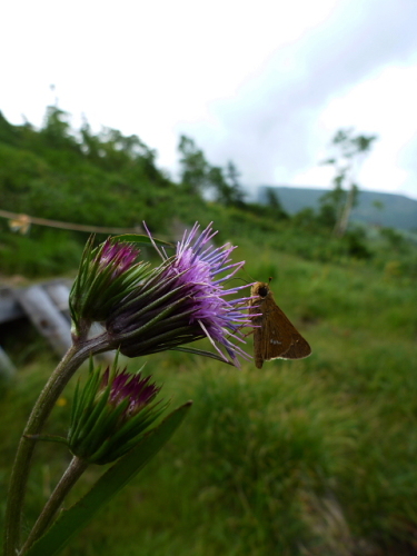 至仏山201308197.jpg