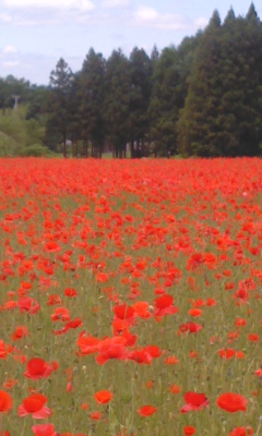 PA0_0292.JPG
