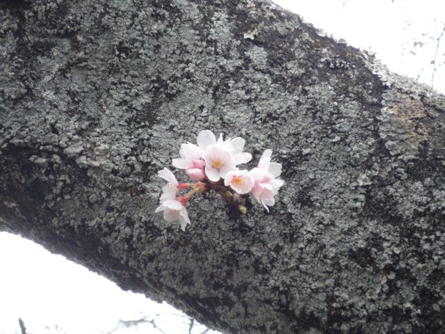 160405kuroisokouenn3.jpg