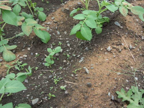 ジャガイモの間引きした苗を挿し芽すると芋ができるかどうか 家庭菜園デザインノート 楽天ブログ