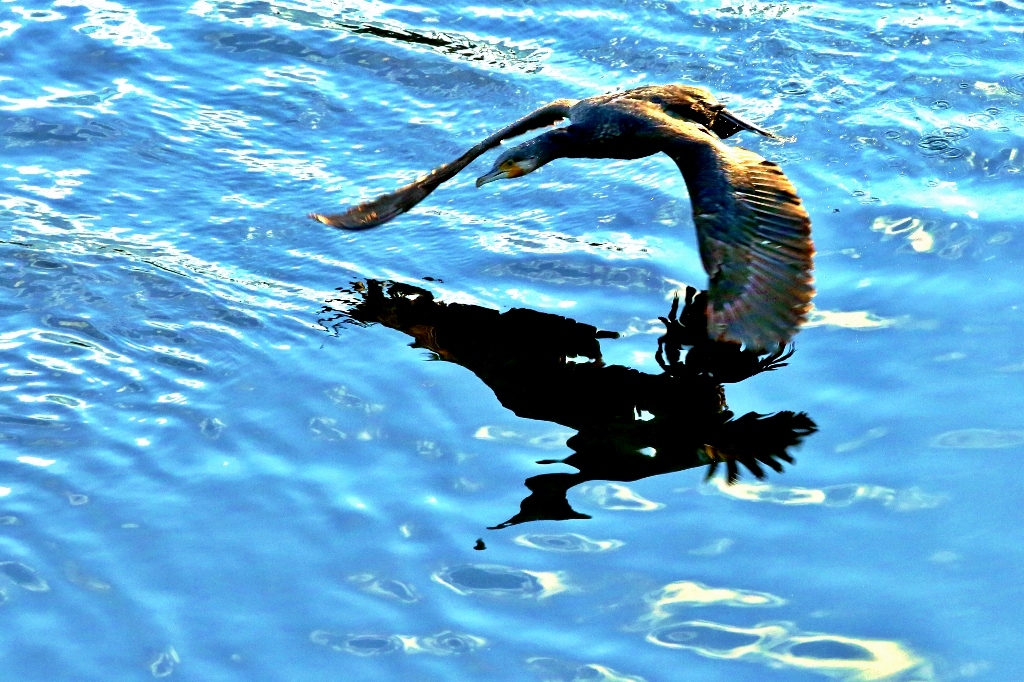 B97A7413 (1024x682).jpg