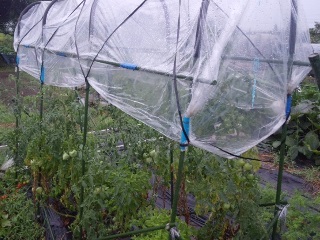 01トマトの雨よけ栽培