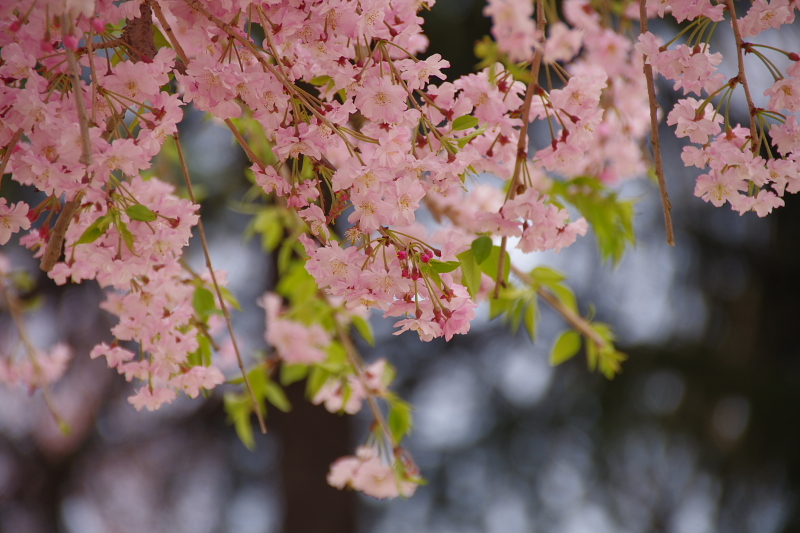 2016Sakura13.jpg